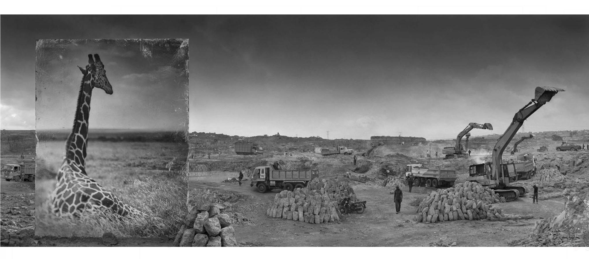 Black and White Photograph di Nick Brandt - Cava con Giraffa
