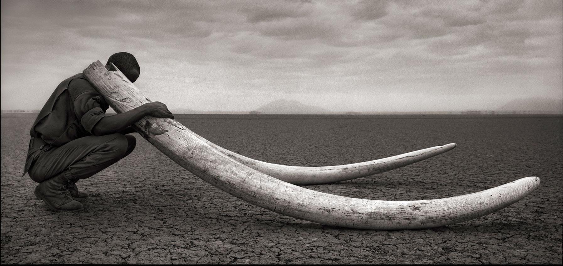 NICK BRANDT (*1966, England)
Ranger with Tusks of Killed Elephant, Amboseli
2011
Archival pigment print
Sheet 142.24 x 177.8 cm (56 x 70 in.)
Edition 8/10 (from a sold out edition)

Nick Brandt is a contemporary English photographer. His work