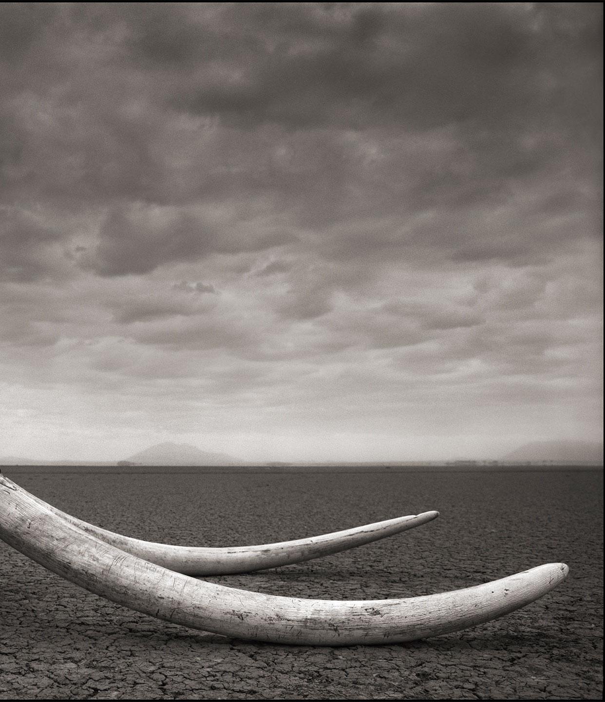 Ranger with Tusks of Killed Elephant, Amboseli – Nick Brandt, Elephant, Africa 2
