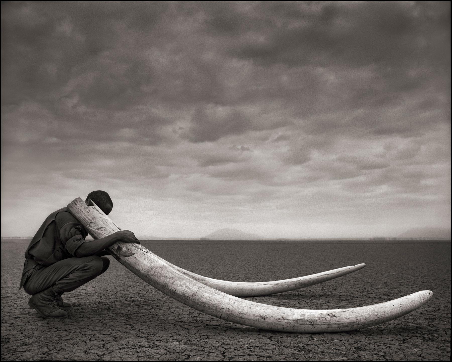 NICK BRANDT (*1966, England)
Ranger mit Stoßzähnen eines getöteten Elefanten, Amboseli
2011
Archivierungs-Pigmentdruck
Blatt 142,24 x 177,8 cm (56 x 70 in.)
Auflage 8/10 (aus einer ausverkauften Auflage)

Nick Brandt ist ein zeitgenössischer