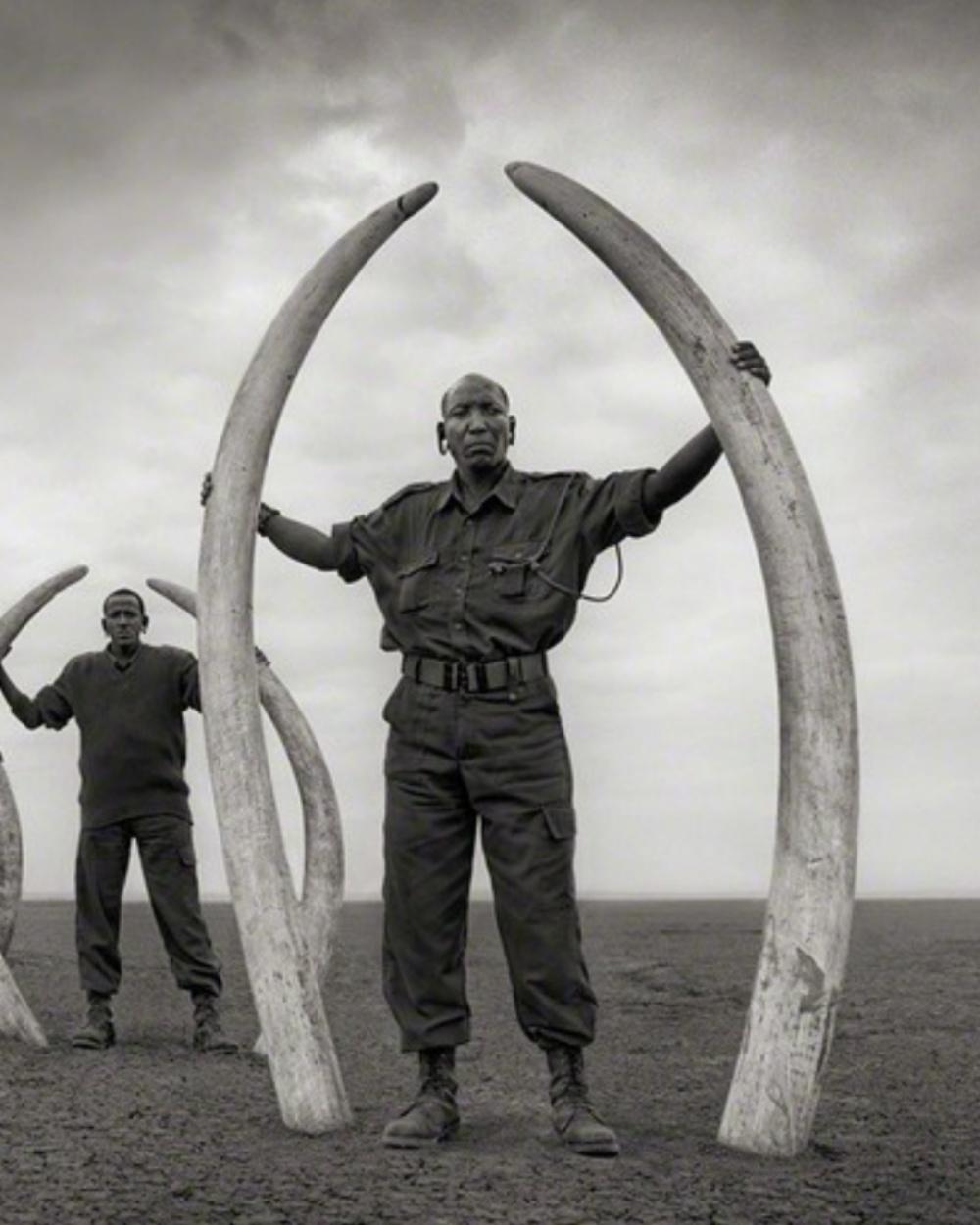 Rangers (Linie von) mit Schnörkeln von getöteten Elefanten, Amboseli Nick Brandt, Afrika im Angebot 2