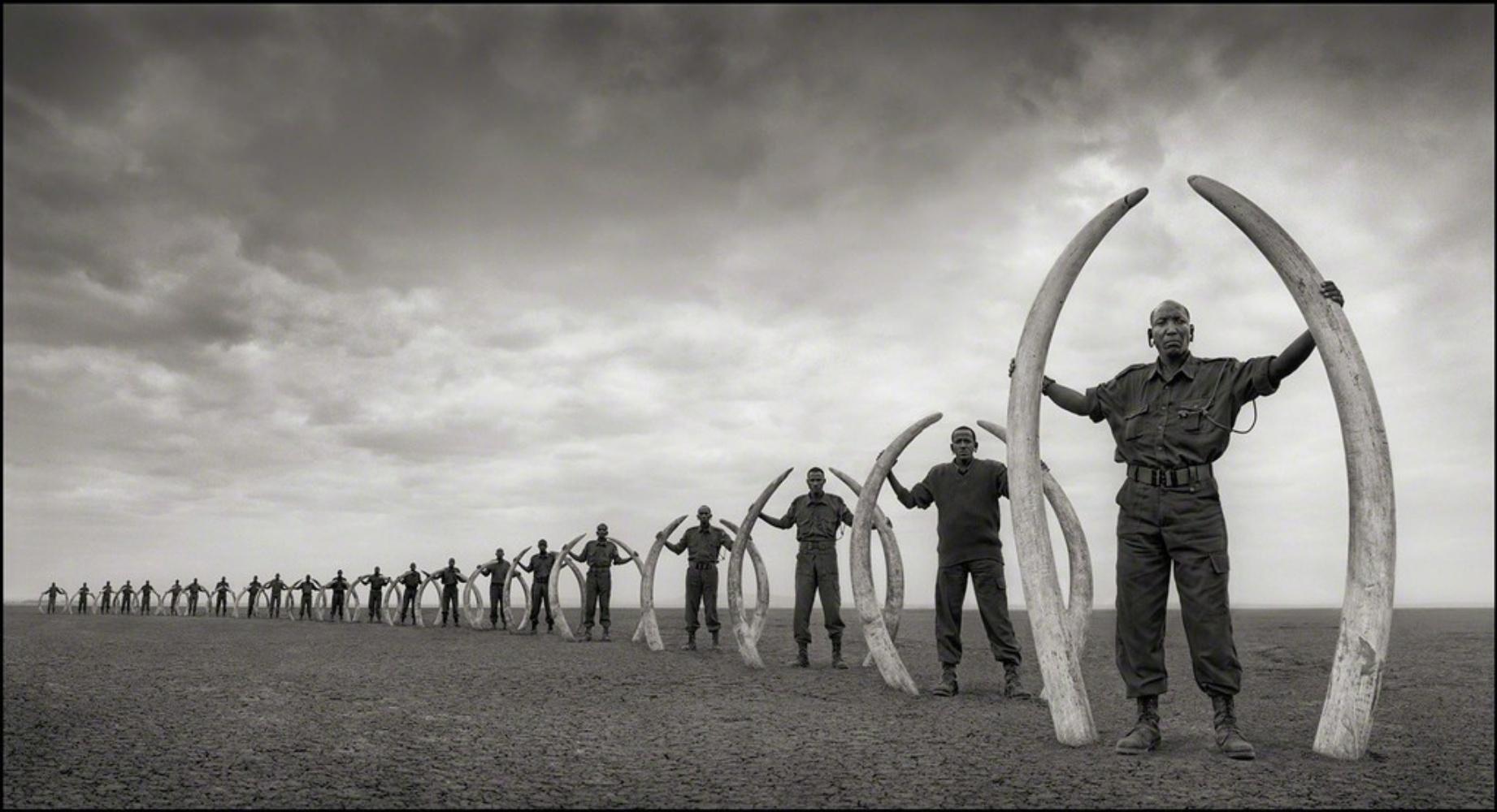 NICK BRANDT (*1966, England)
Ranger (Reihe) mit Stoßzähnen getöteter Elefanten, Amboseli
2011
Archivträchtiger Tintenstrahldruck
Blatt 111,8 x 203,2 cm (44 x 80 in.)
Auflage von 10 Stück; Ed. Nr. 10/10
Nur drucken

Nick Brandt ist ein