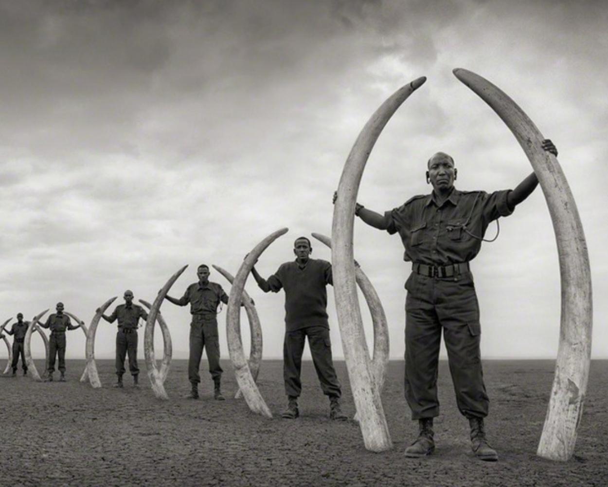 NICK BRANDT (*1966, England)
Rangers (Line of) with Tusks of Killed Elephants, Amboseli
2011
Archival inkjet print
Sheet 111.8 x 203.2 cm (44 x 80 in.)
Edition of 10; Ed. no. 10/10
Print only

Nick Brandt is a contemporary English photographer. His