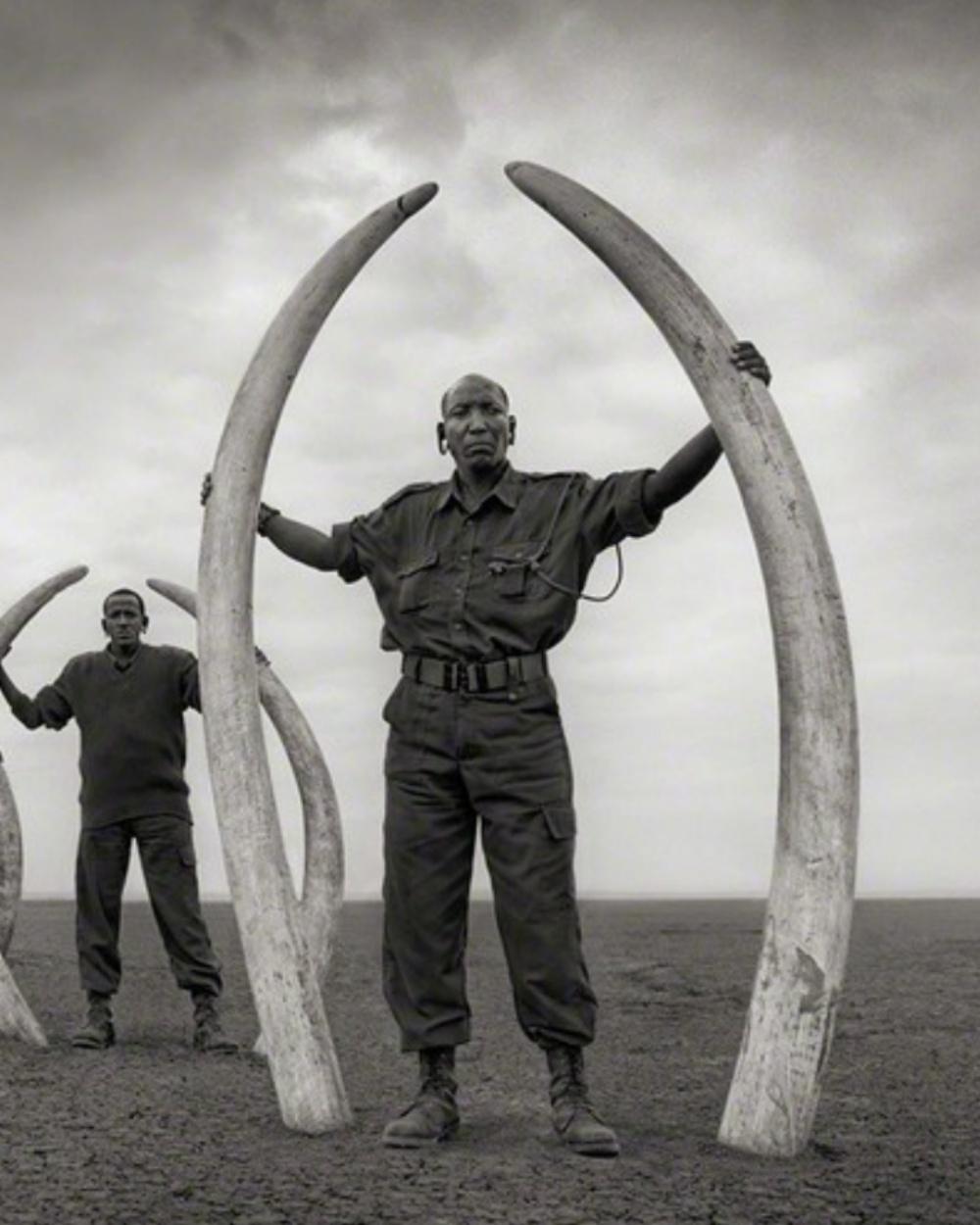 Rangers (Line Of) With Tusks Of Killed – Nick Brandt, Africa, Animal, Elephant 1