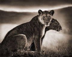 Sitting Lionesses, Serengeti, 2002 - Black and White Photography, Nick Brandt