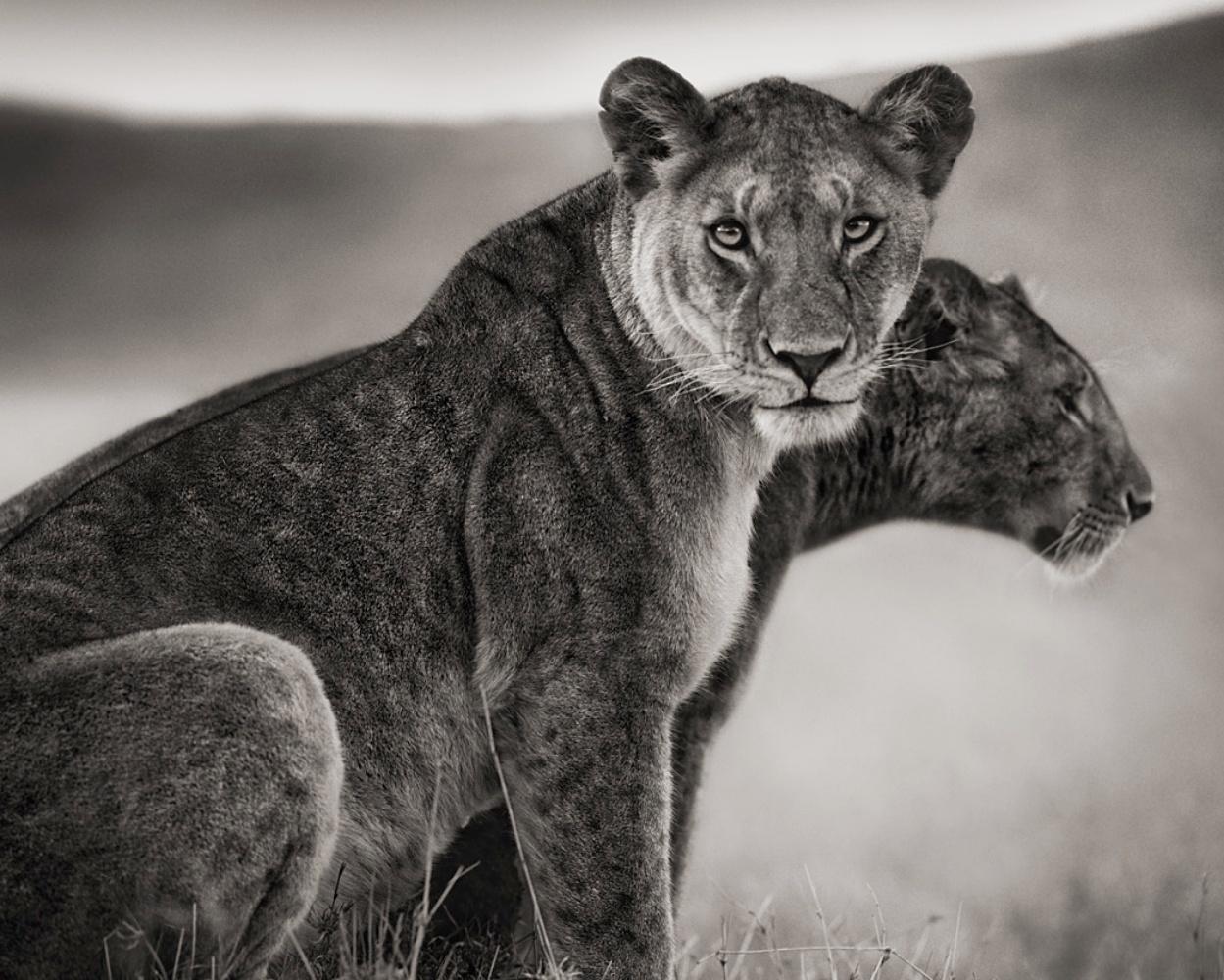Sitting Lionesses, Serengeti - Nick Brandt, Lion, Lioness, Afrique, Animals, Wild en vente 1