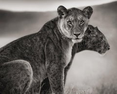 Sitting Lionesses, Serengeti – Nick Brandt, Lion, Lioness, Africa, Animals, Wild