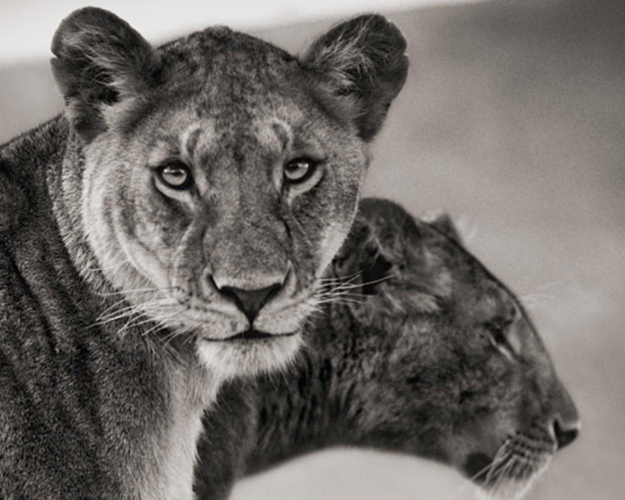 Sitting Lionesses, Serengeti - Nick Brandt, Lion, Lioness, Afrique, Animals, Wild en vente 2