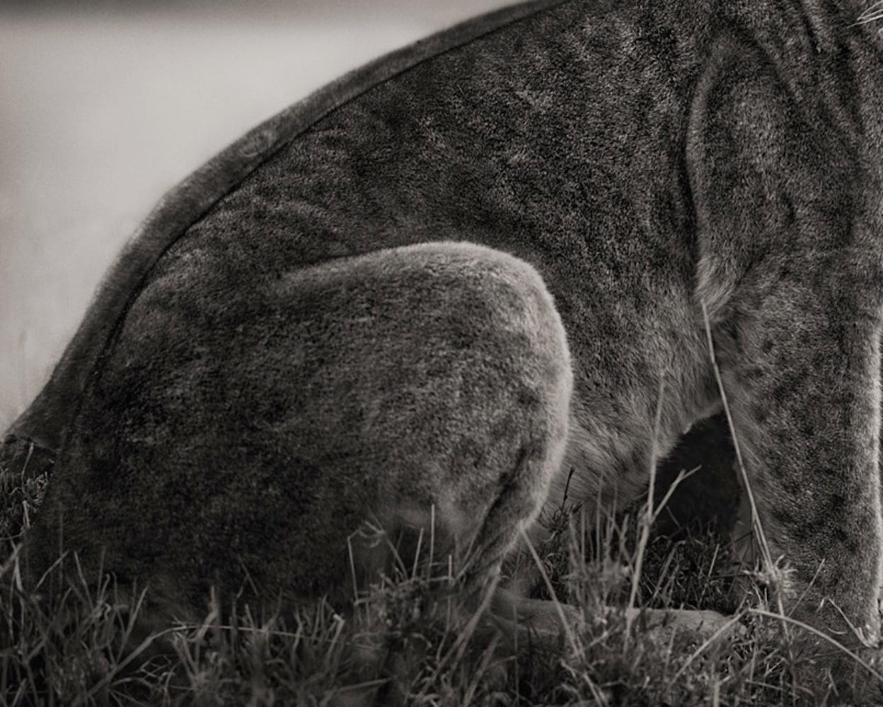 NICK BRANDT (*1966, England)
Sitting Lionesses, Serengeti
2002
Platinum print
Image 69.5 x 88 cm (27 3/8 x 34 5/8 in.)
Sheet 76.5 x 99 cm (30 1/8 x 39 in.)
Edition of 25; Ed. no. 16/25
Framed

Nick Brandt is a contemporary English photographer. His