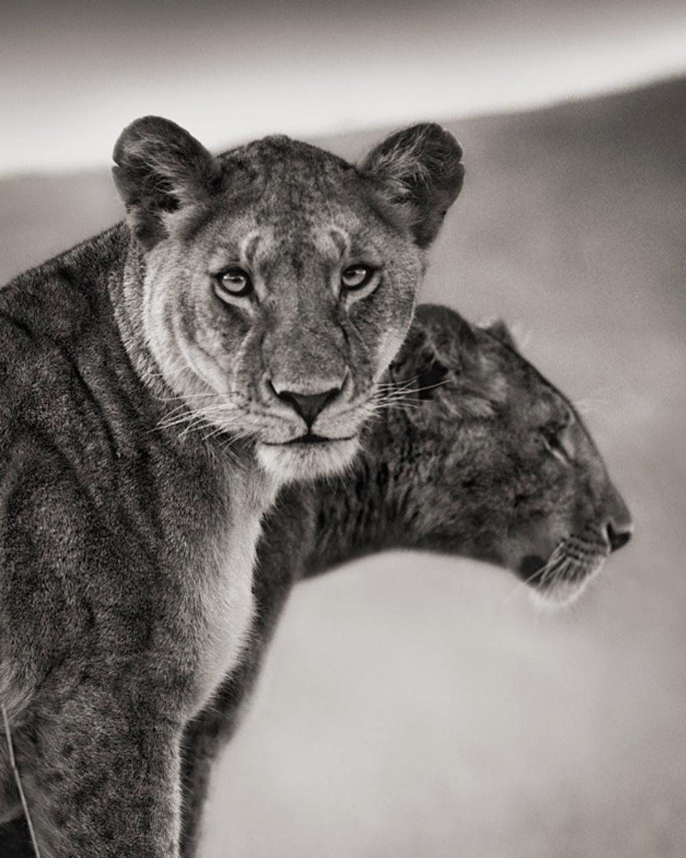 Sitting Lionesses, Serengeti – Nick Brandt, Lion, Lioness, Africa, Animals, Wild For Sale 1