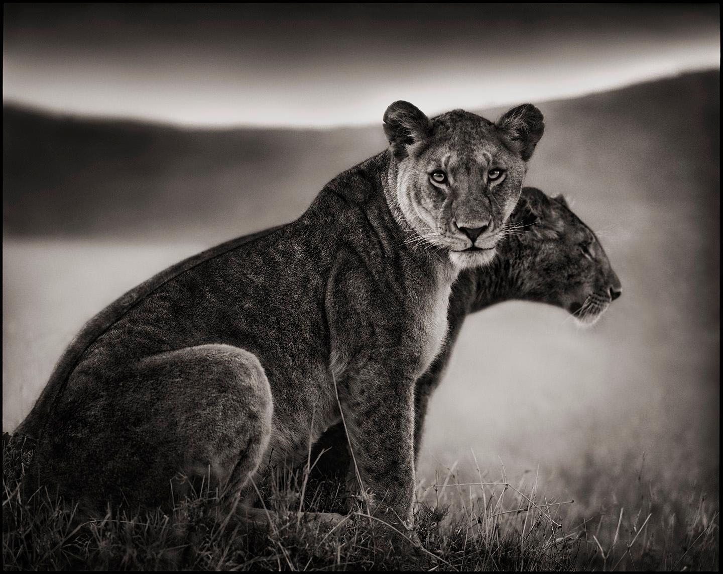 Sitting Lionesses, Serengeti – Nick Brandt, Lion, Africa, Animals