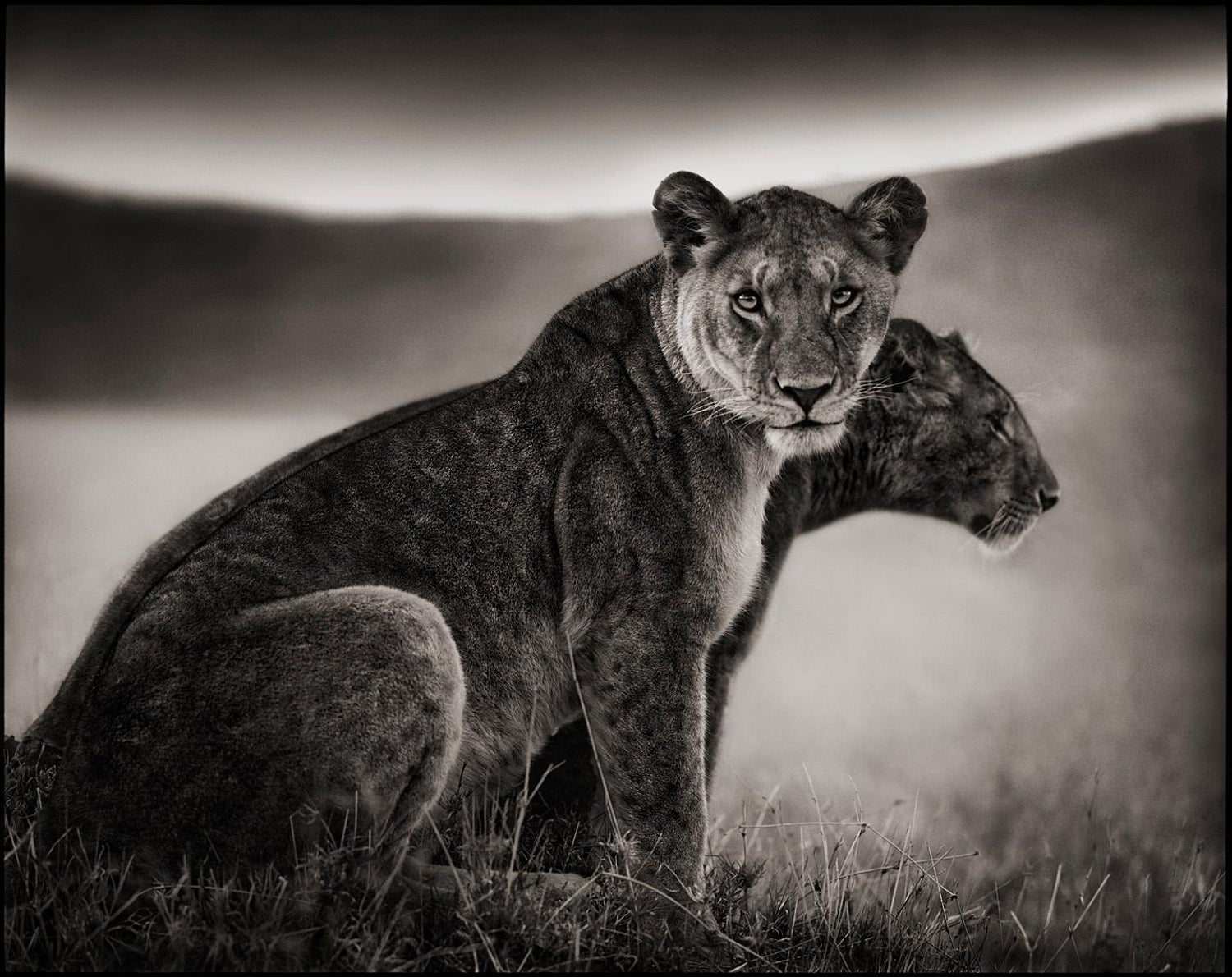 Nick Brandt - Sitting Lionesses, Serengeti – Nick Brandt, Lion, Africa,  Animals For Sale at 1stDibs