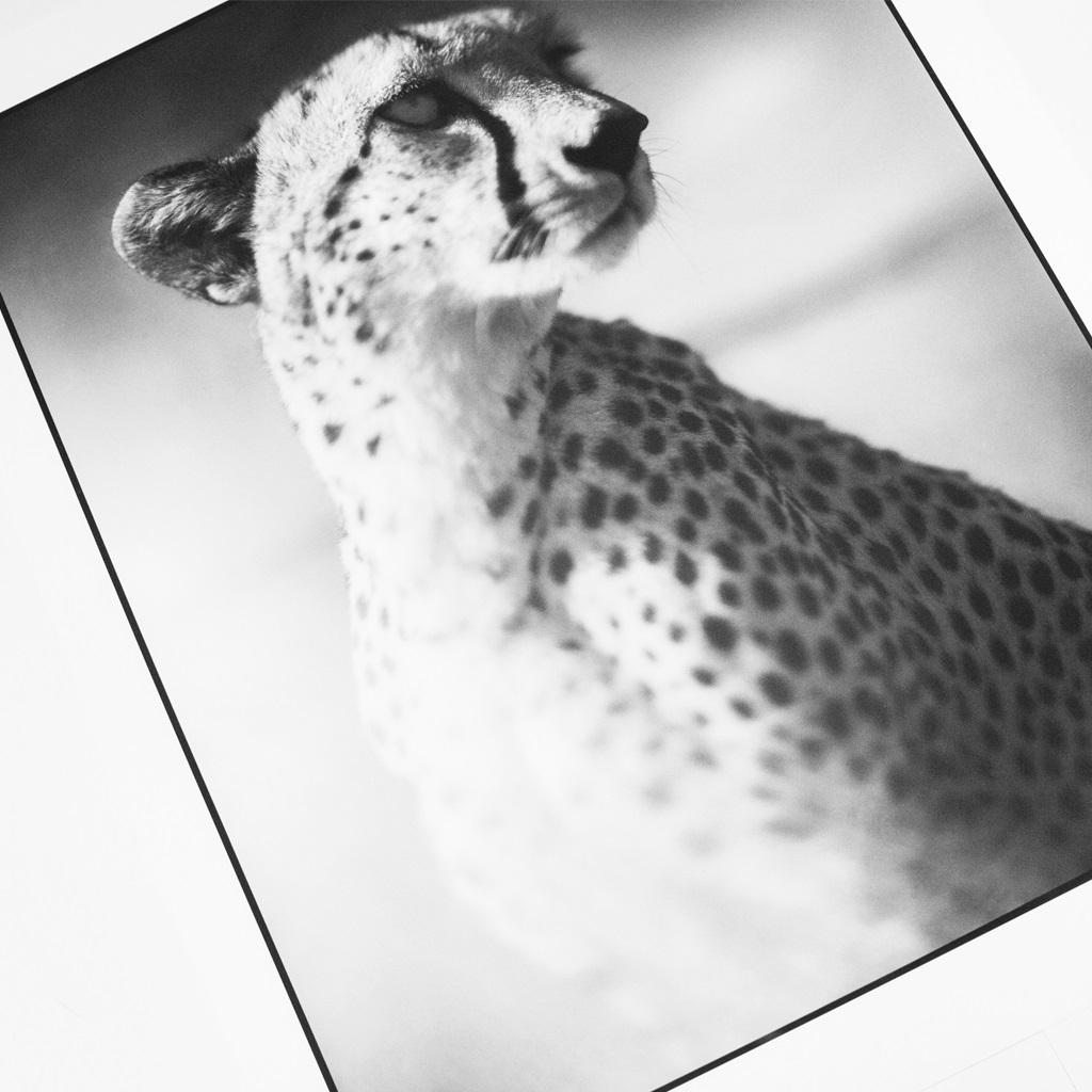 Portrait de Cheetah contre le ciel sombre - Maasai Mara (d'après le portfolio On This Earth) - Contemporain Print par Nick Brandt