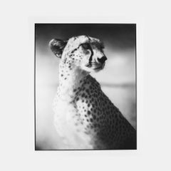 Portrait de Cheetah contre le ciel sombre - Maasai Mara (d'après le portfolio On This Earth)