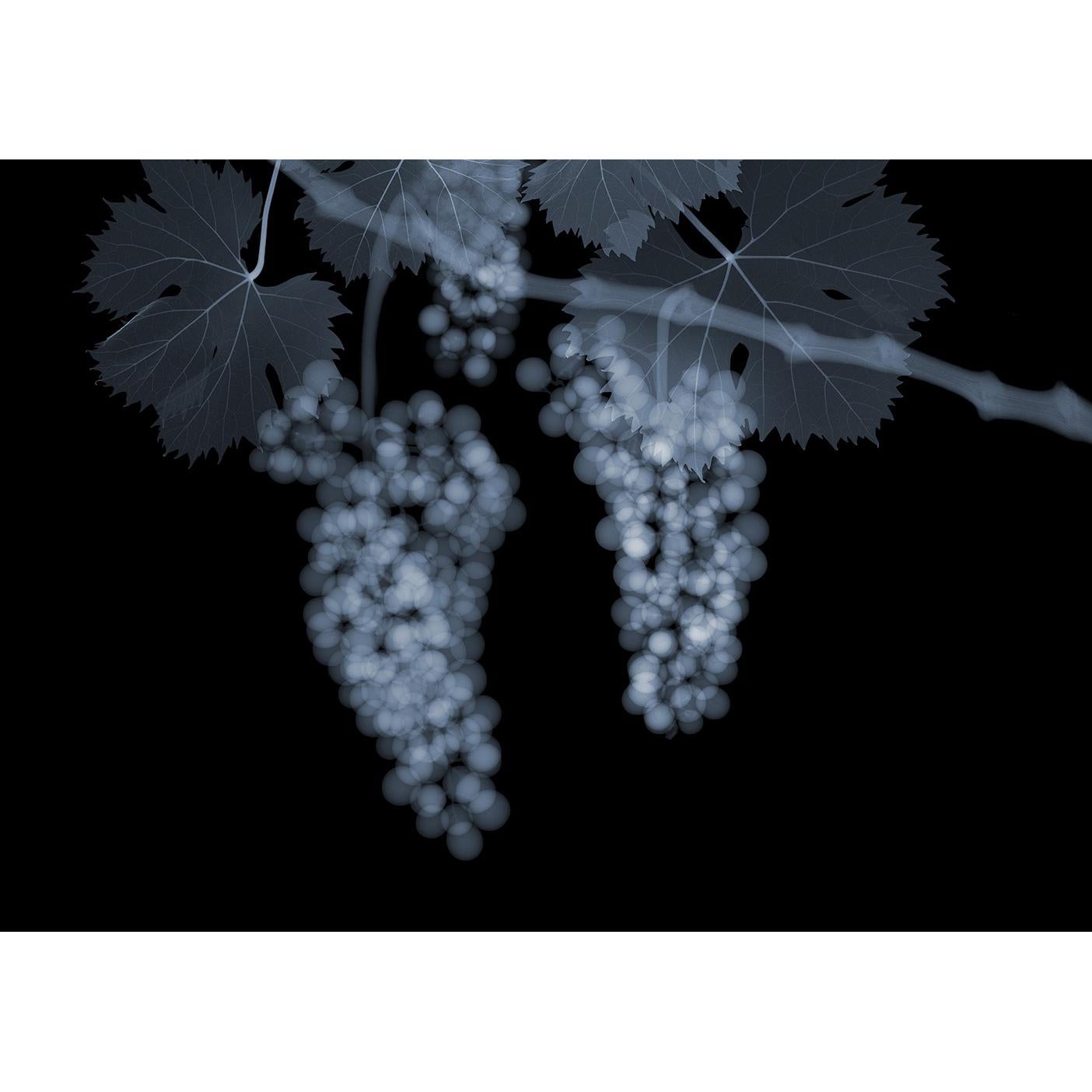 Grapes on the Vine, Ed 9 - Mixed Media Art by Nick Veasey