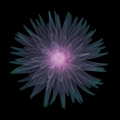 Cactus Dahlia / X-Ray Print / Photography / Radiographic Imaging of a Flower