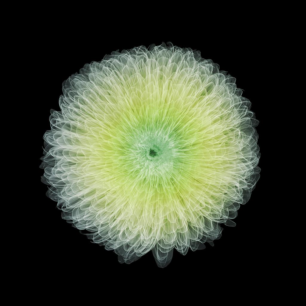Chrysanthemum / X-Ray Print / Photography / Radiographic Imaging of a Flower