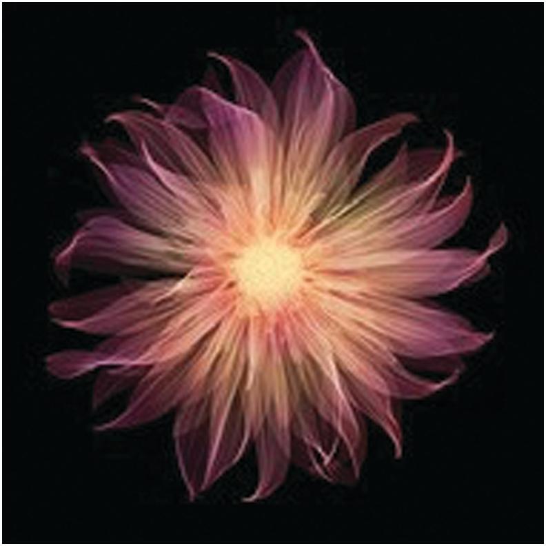 Nick Veasey Black and White Photograph - Dahlia Gallery Pablo