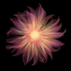 Dahlia Pablo / X-Ray Print / Photography / Radiographic Imaging of a Flower