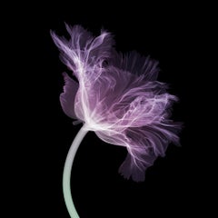 Tulipán loro / Impresión radiográfica / Fotografía / Imagen radiográfica de una flor