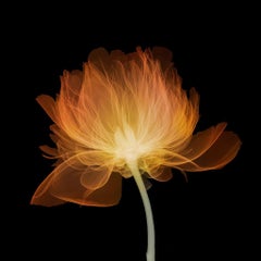 Peony (side) January 2019
