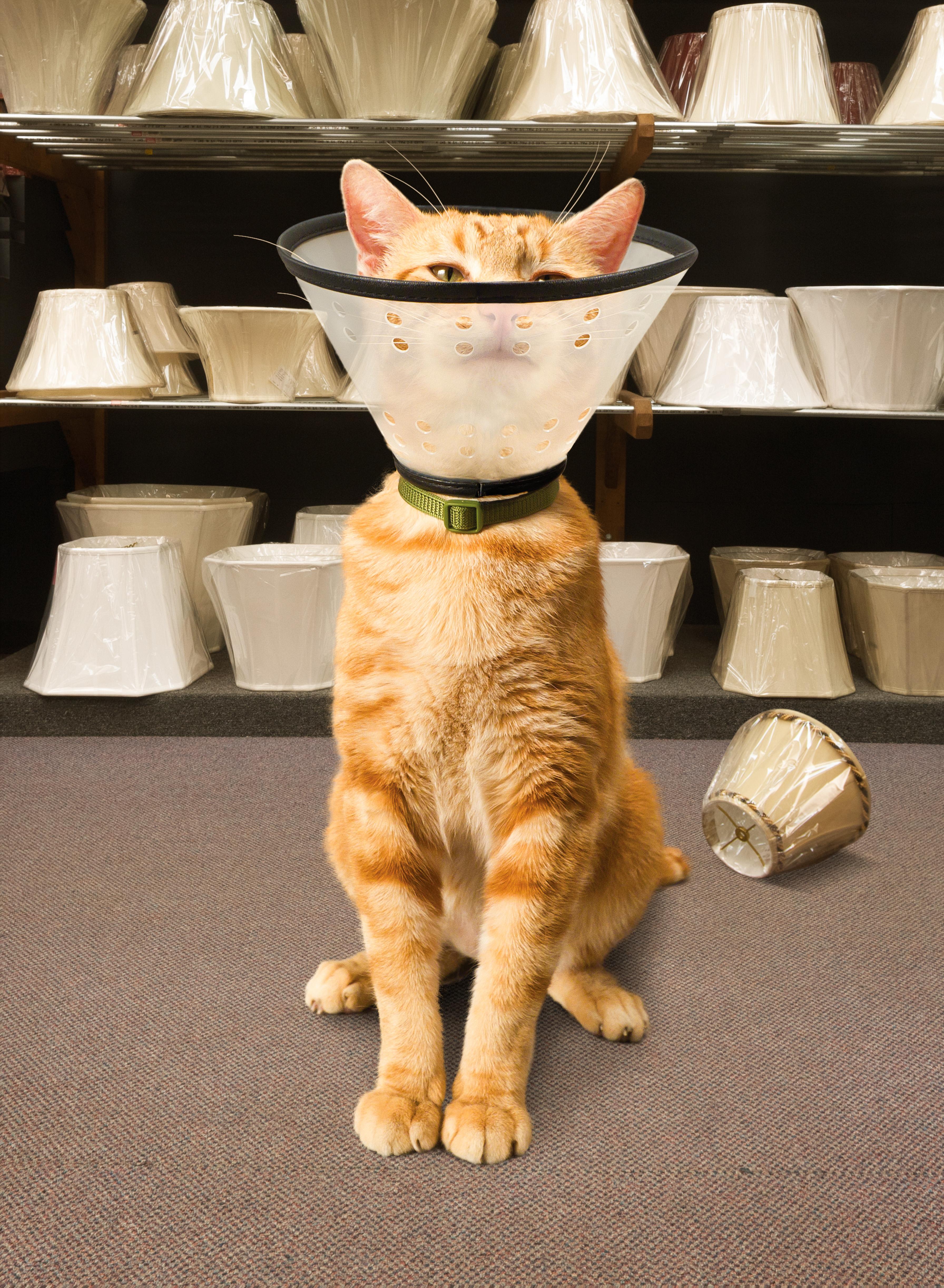 Katze im Lampenladen – Photograph von Nick Vedros