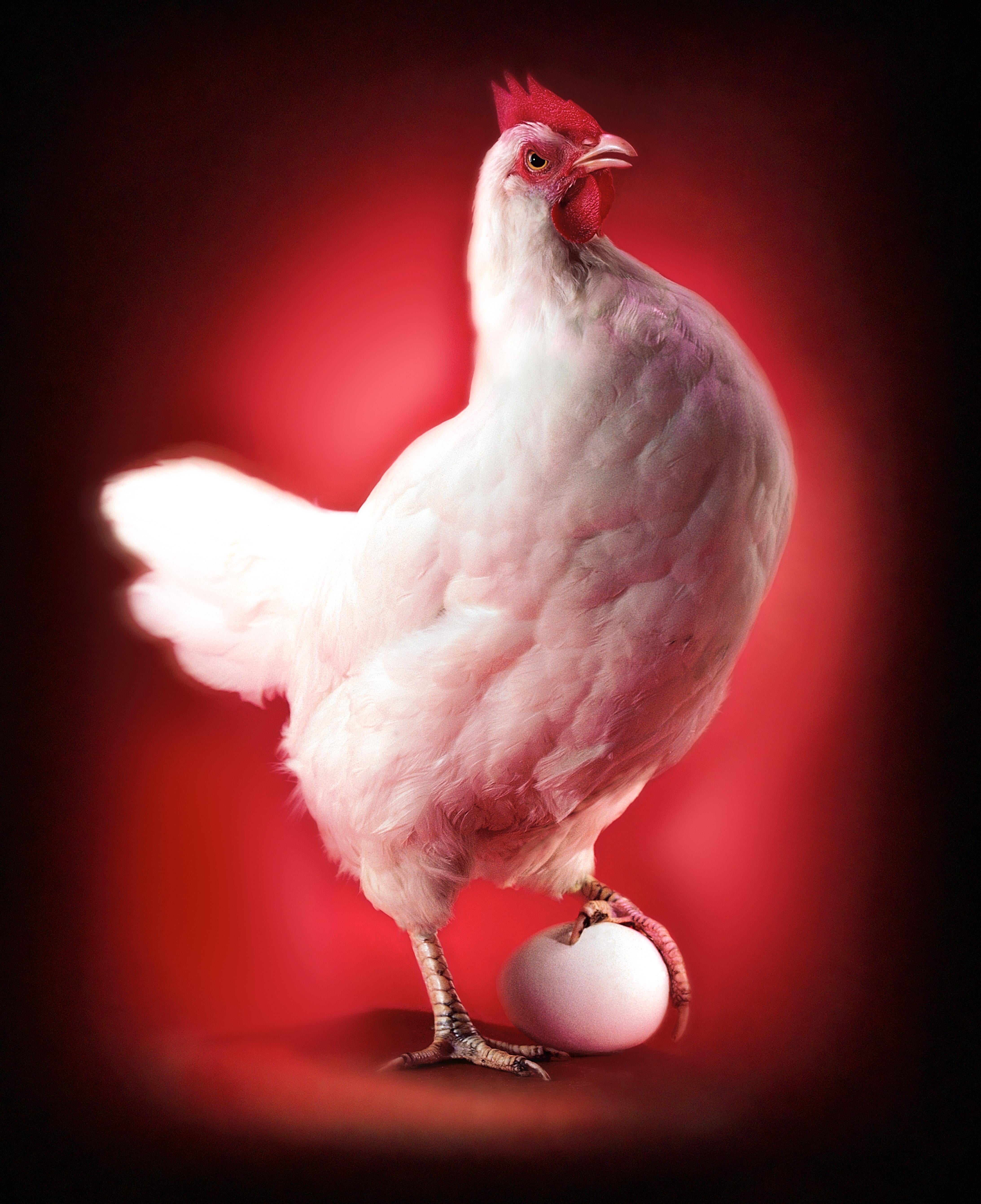Nick Vedros Figurative Photograph - Chicken and Egg