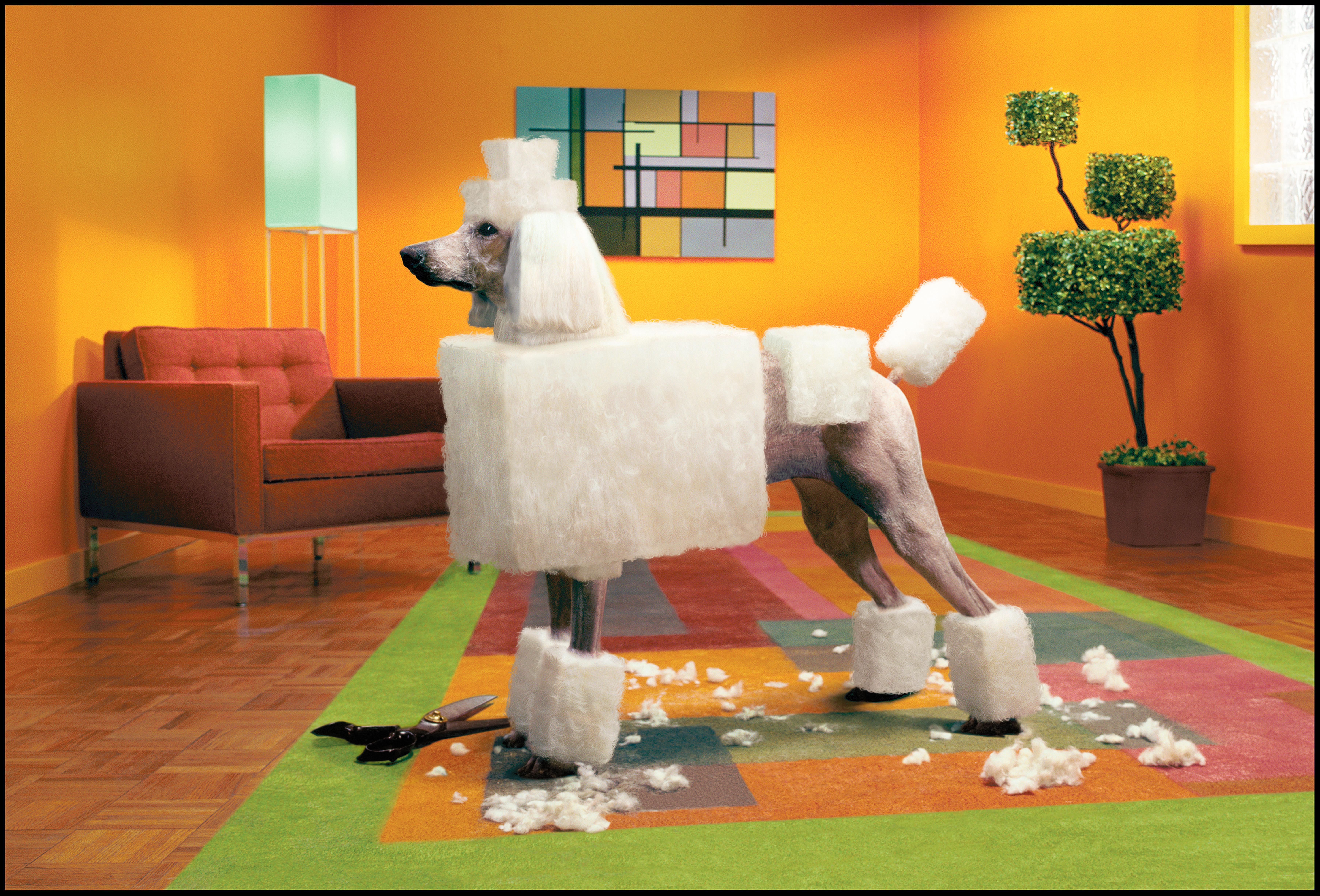 Nick Vedros Portrait Photograph - Cubist Poodle