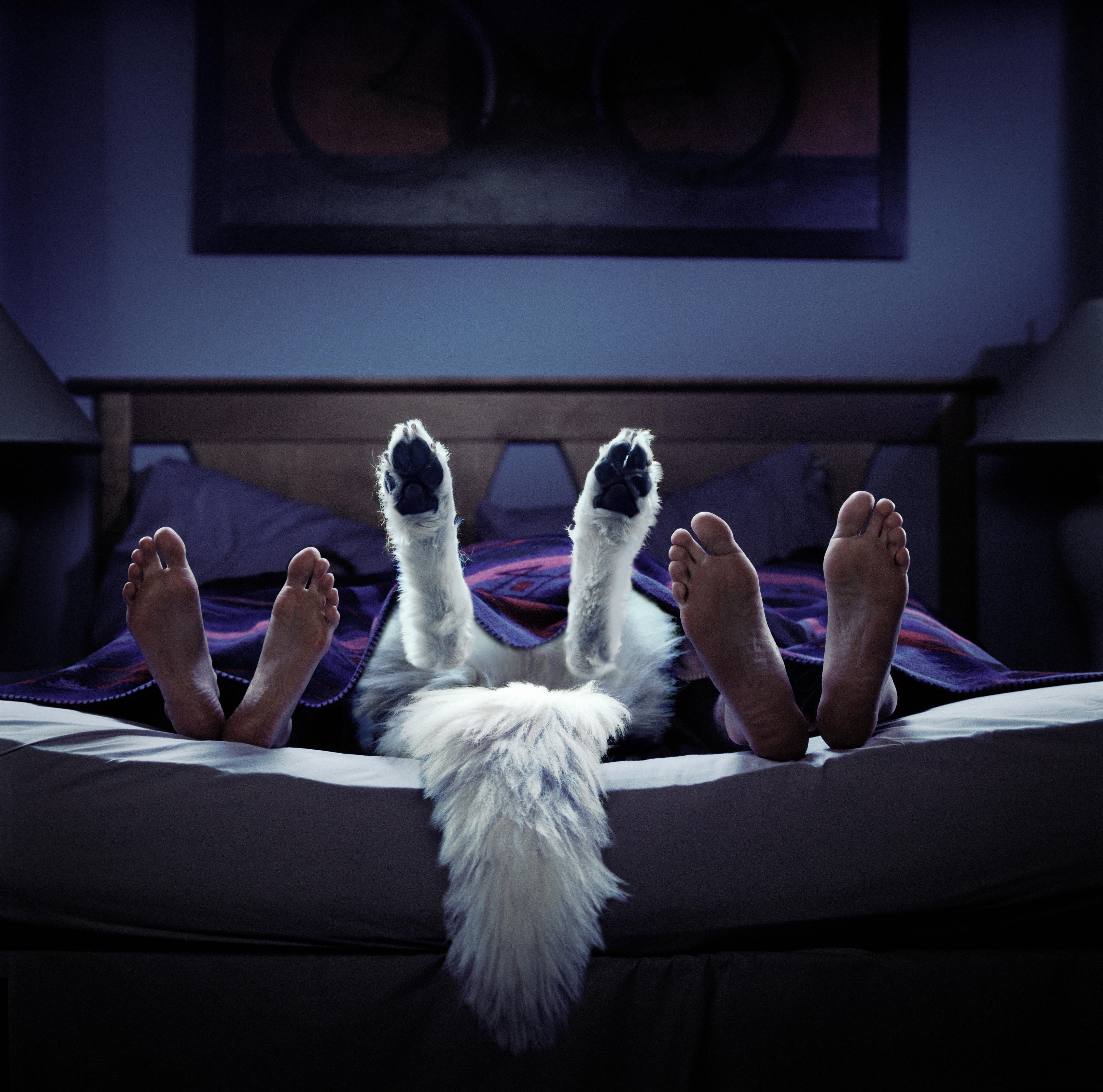 Dog in Bed - Photograph by Nick Vedros
