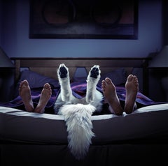 Hunde im Bett (Humor, Humor, bester Freund, Kaninchen-Komposition)