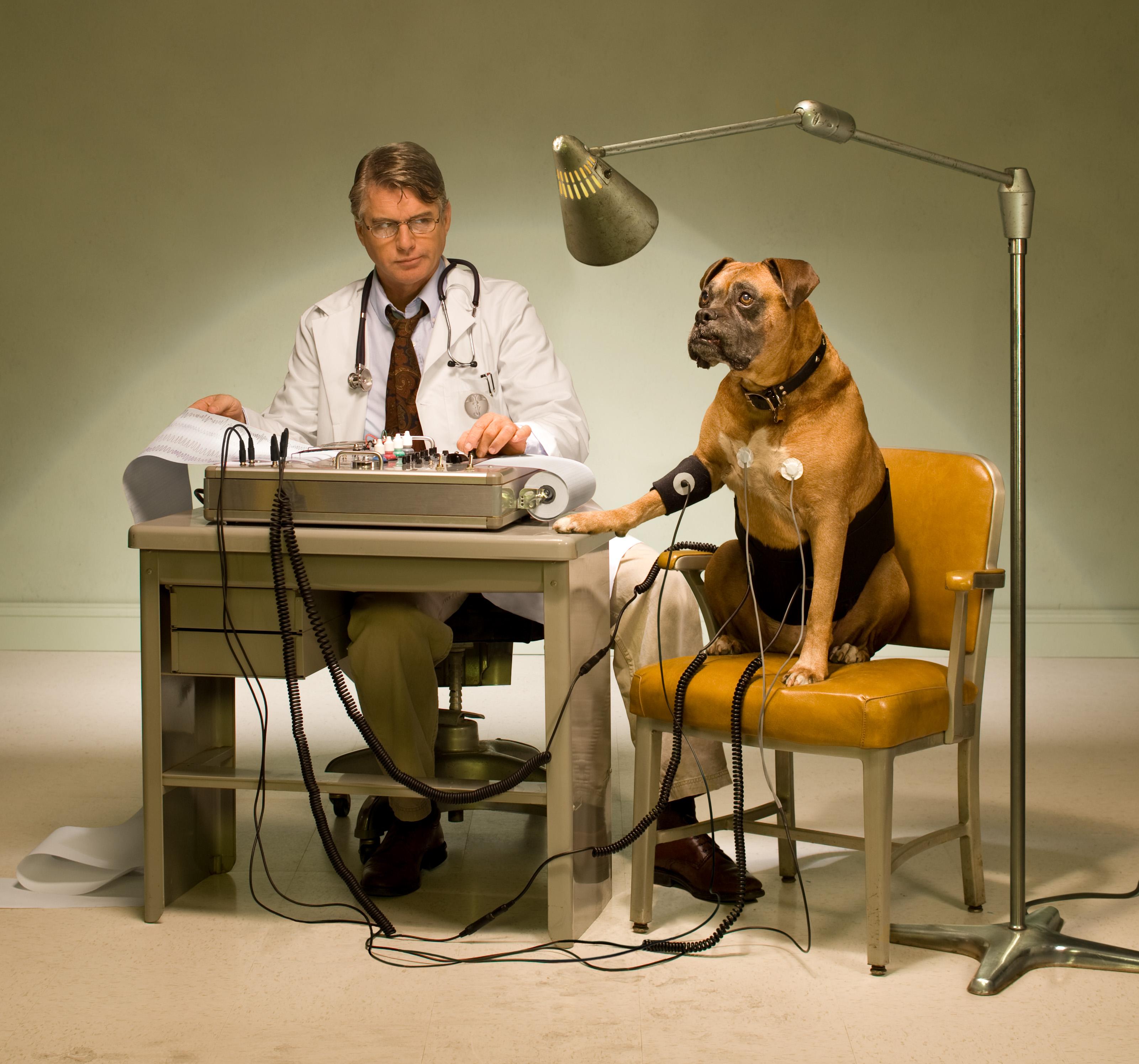 Lie Detector Dog - Photograph by Nick Vedros