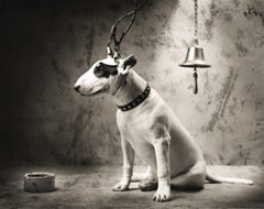 Le chien de Pavlov avec des câbles de démarrage