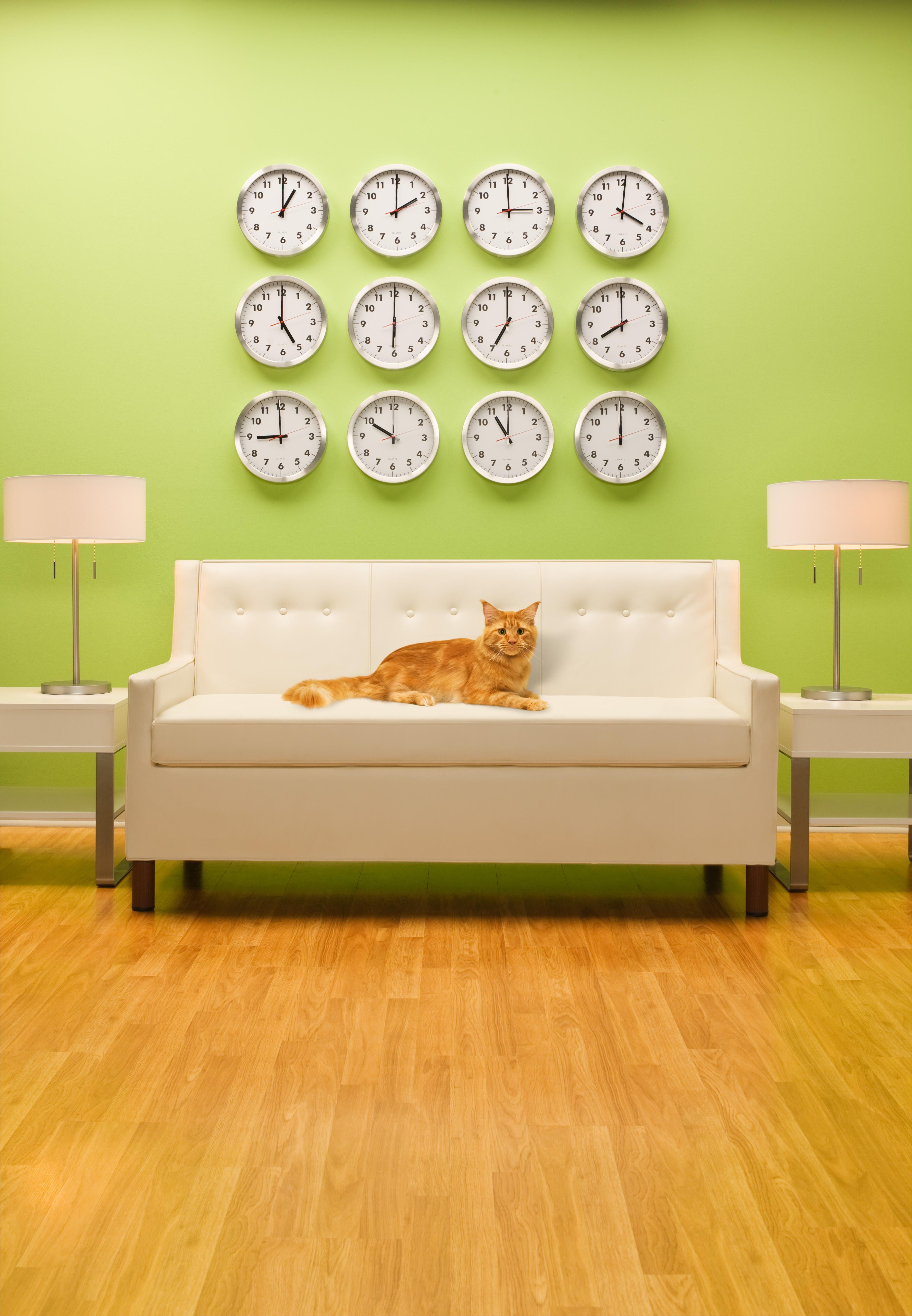 Nick Vedros Figurative Photograph - Round The Clock Cat