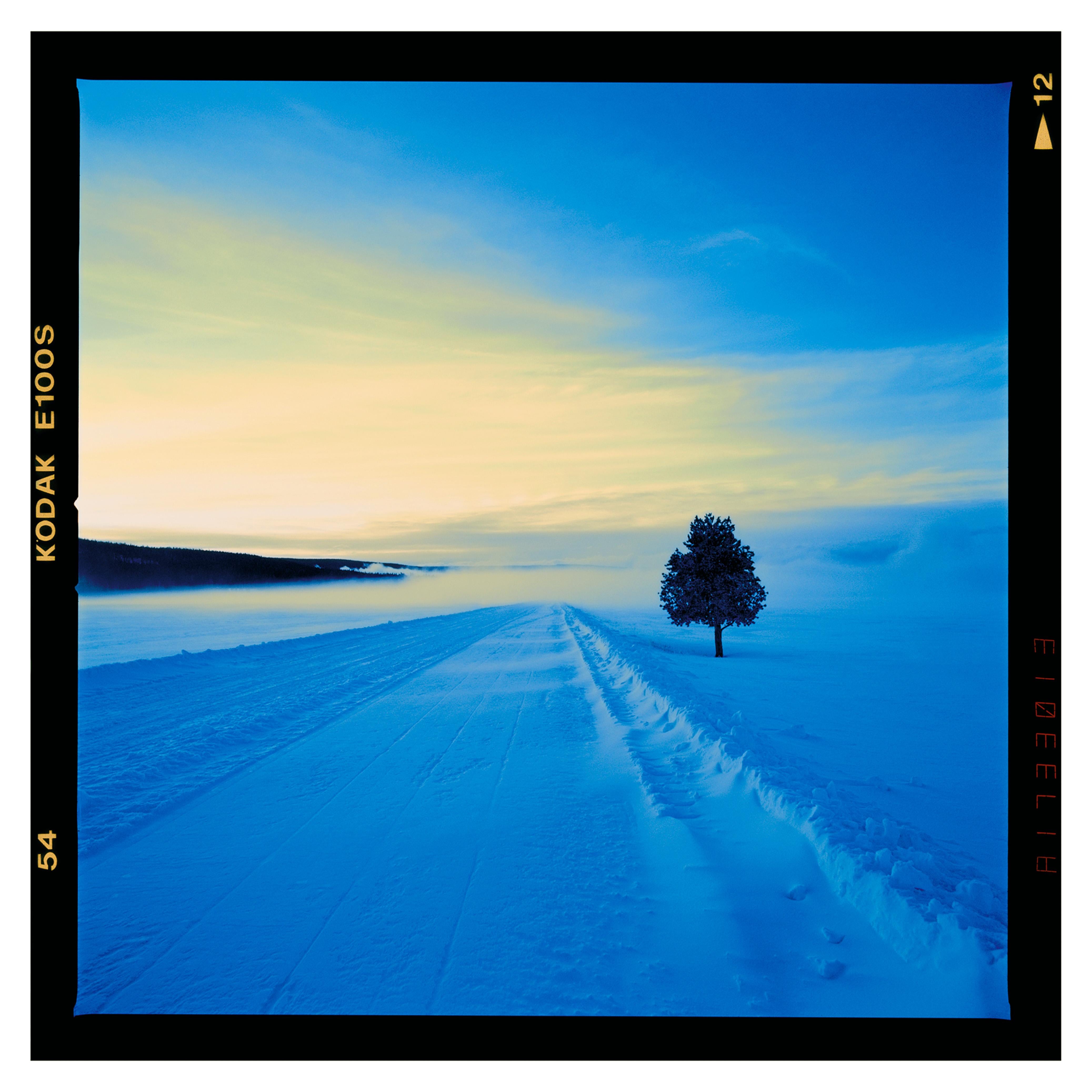 West Yellowstone Tree at Dawn - Photograph by Nick Vedros