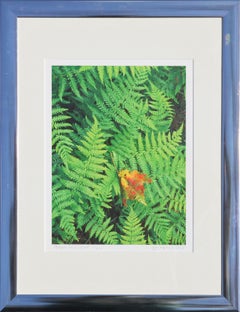 "Ferns and Leaf" Contemporary Nature Color Photograph