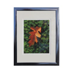 "Ferns and Leaf" Contemporary Nature Color Photography