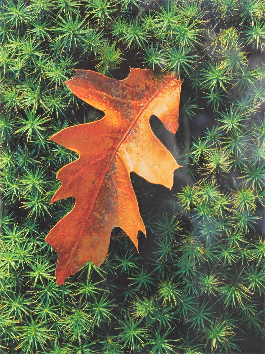 Zeitgenössische Naturfarbenfotografie „Ferns und Blätter“ (Grau), Still-Life Photograph, von Nick Zungoli