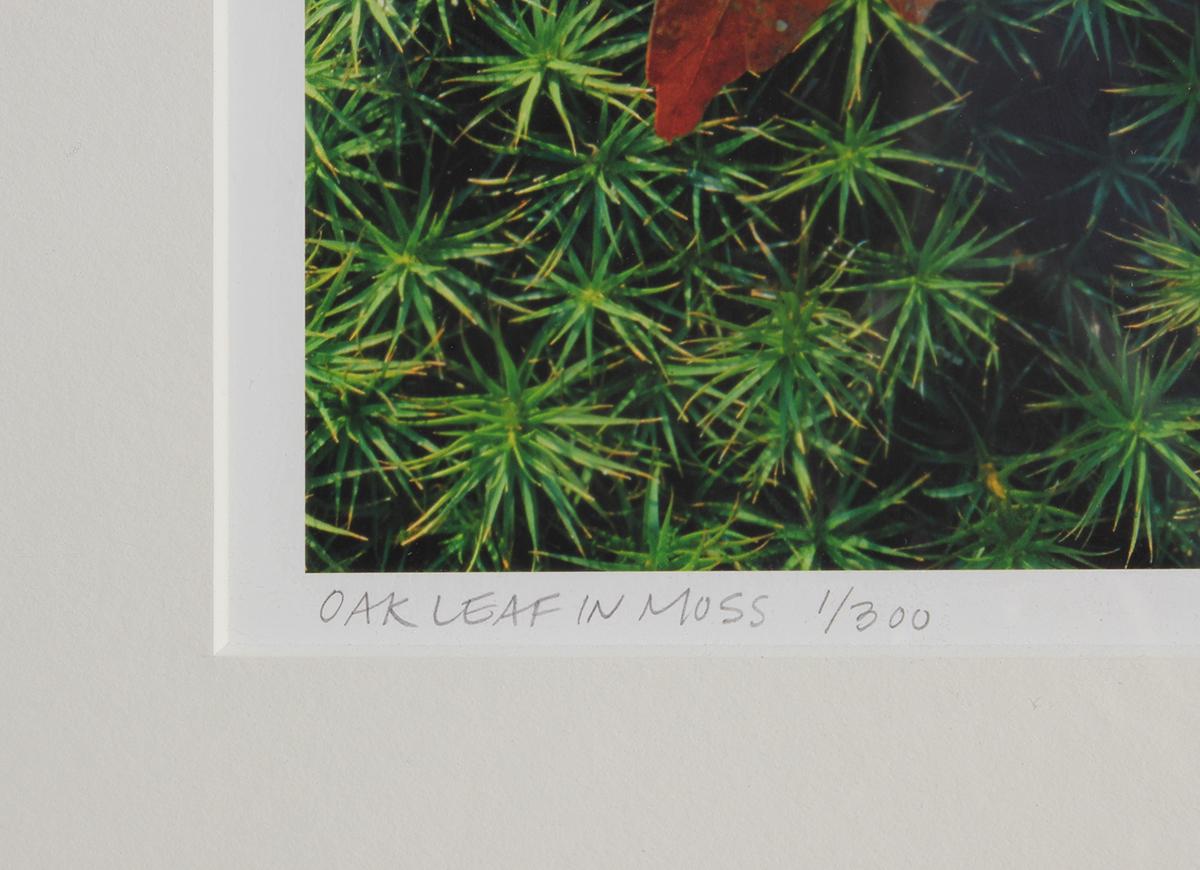 Zeitgenössische Naturfotografie des New Yorker Künstlers Nick Zungoli. Die Fotografie zeigt ein getrocknetes rotes Eichenblatt auf einem Bett aus grünem Moos. Auflage 1/300. Signiert in der rechten unteren Ecke. Gerahmt und mattiert in einem