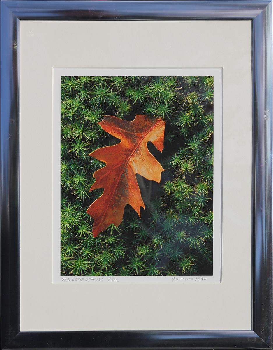 Nick Zungoli Still-Life Photograph - "Ferns and Leaf" Contemporary Nature Color Photography