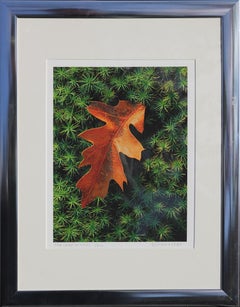 "Ferns and Leaf" Contemporary Nature Color Photography