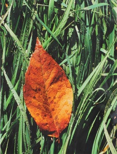 "Leaf in Dewy Grass" Contemporary Nature Color Photograph