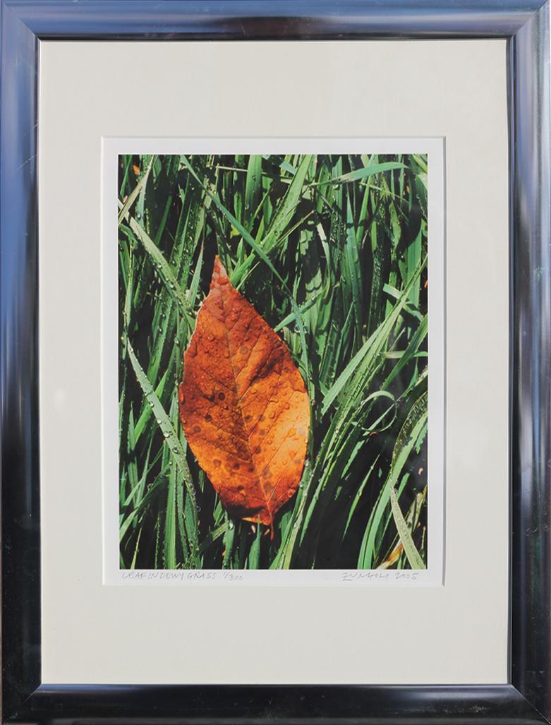 Nick Zungoli Still-Life Photograph - "Leaf in Dewy Grass" Contemporary Nature Color Photograph