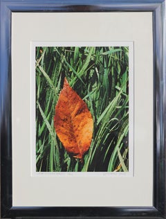 "Leaf in Dewy Grass" Contemporary Nature Color Photograph