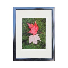 "Recto Verso Leaf" Contemporary Nature Color Photography