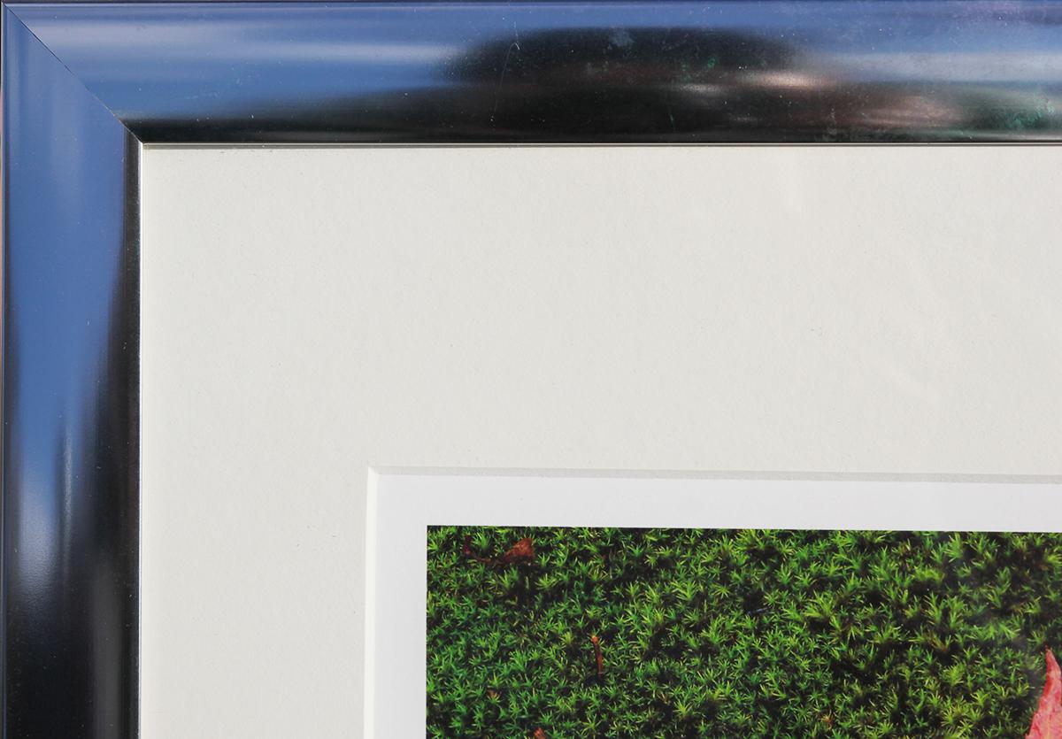 Zeitgenössische Naturfotografie des New Yorker Künstlers Nick Zungoli. Die Fotografie zeigt zwei getrocknete Ahornblätter auf einem Bett aus grünem Moos. Auflage 1/300. Signiert in der rechten unteren Ecke. Gerahmt und mattiert in einem