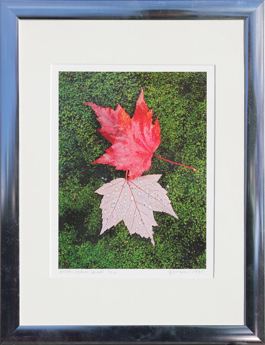 Nick Zungoli Still-Life Photograph - "Recto Verso Leaf" Contemporary Nature Color Photography