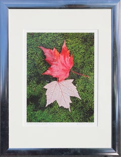 Vintage "Recto Verso Leaf" Contemporary Nature Color Photography
