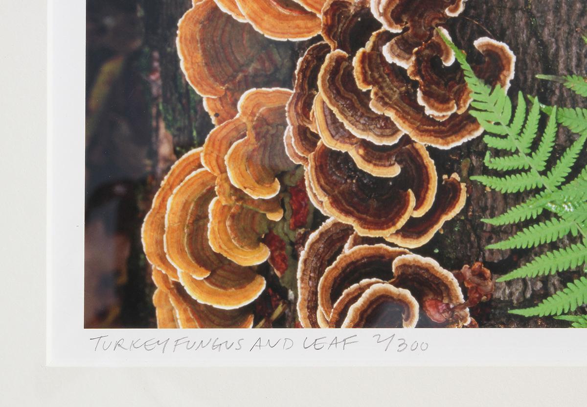 Contemporary nature photograph by New York artist, Nick Zungoli. The photograph features a bunch of turkey fungus and a leaf. Edition 1/300. Signed in the bottom right corner. Framed and matted in a chrome frame.

Dimensions Without Frame: H 10.75