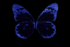 Nicola Evangelisti, Imperfect Simmetries - Butterfly, 2018, Light Painting 
