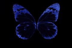 Nicola Evangelisti, Imperfect Simmetries - Butterfly, 2018, Light Painting